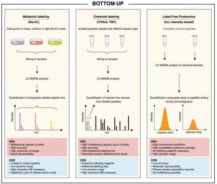 Schematic Diagram of Labeled and Label-free Quantitative Proteomics Methods [1]